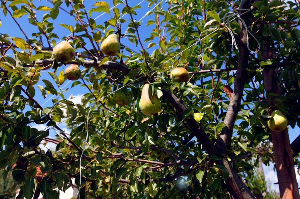 Azienda Agrituristica Pericle Montella Ngoại thất bức ảnh