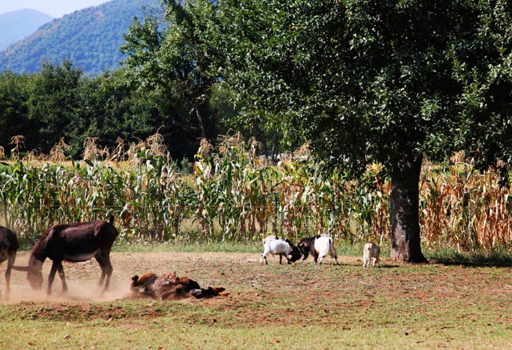 Azienda Agrituristica Pericle Montella Ngoại thất bức ảnh