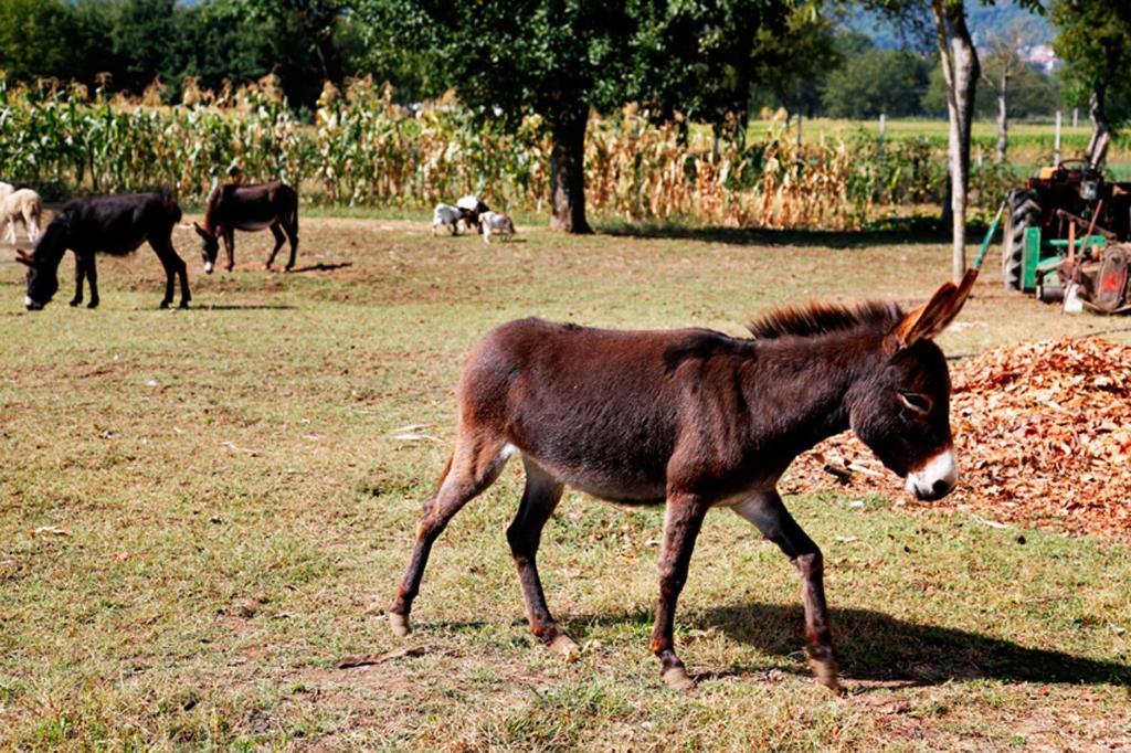 Azienda Agrituristica Pericle Montella Ngoại thất bức ảnh